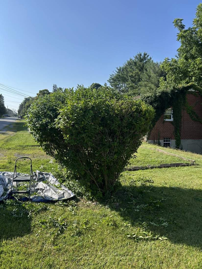 Same shrub cut back and shaped after trimming, clippings gathered on a tarp, New River Valley, VA