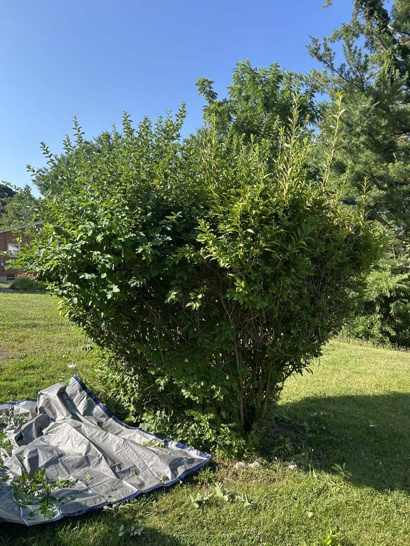 Large overgrown shrub before trimming, with a tarp staged beside it, New River Valley, VA