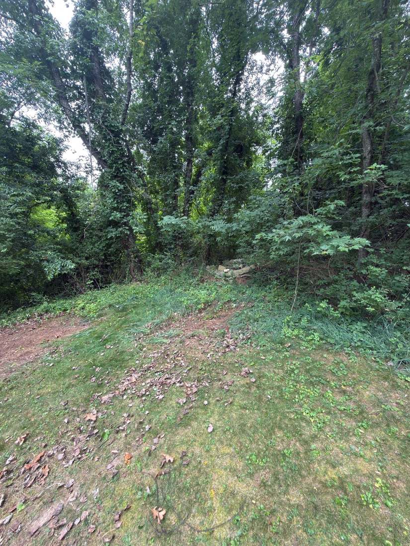 Wooded lot edge with undergrowth creeping into the yard before clearing, New River Valley, VA